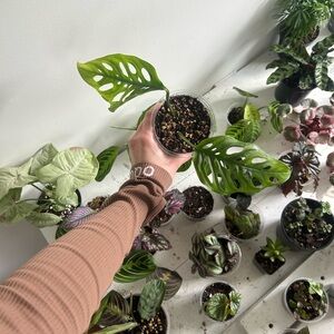 Monstera Adansonii Large Leaves